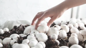 Vue du dessus d’un pot rempli de terre et de champignons de Paris en train d'être récoltés, illustrant une méthode écologique et simple pour cultiver chez soi