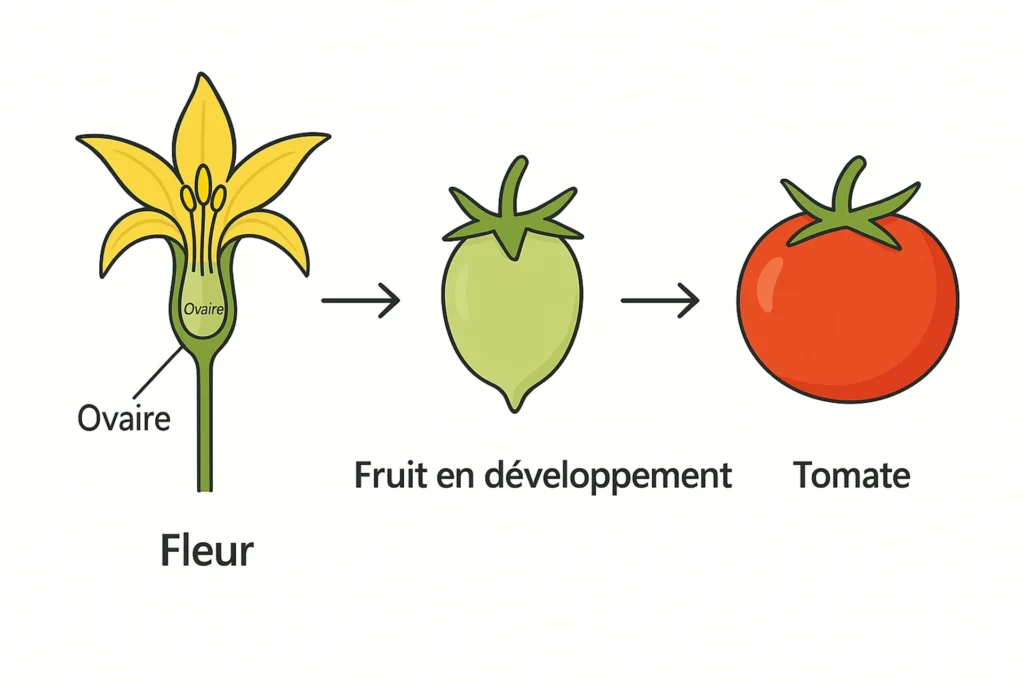 Schéma : fleur de tomate, ovaire, fruit en développement puis tomate mûre