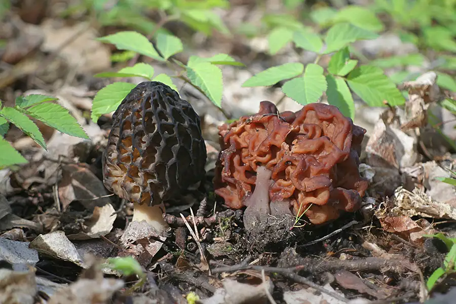 Cuire Les Morilles Sans Danger Le Guide Complet